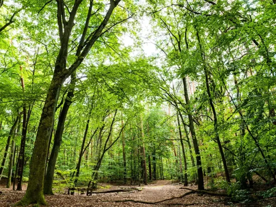 Hard Labor Creek State Park