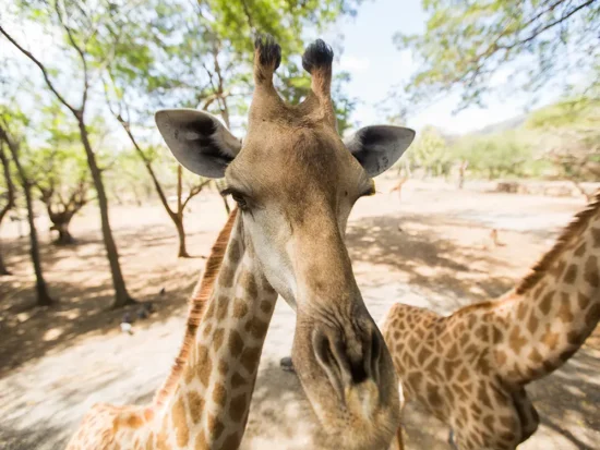 Georgia Safari Conservation Park